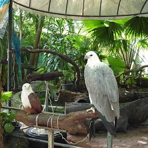 Birds - photo props, June 2013.