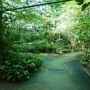 Walk-in aviary, June 2013.