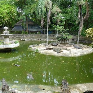 Crocodile enclosure, June 2013.