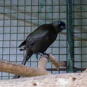 Racquet-tailed treepie, June 2013.