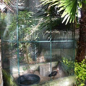 Frigatebird cage, June 2013.