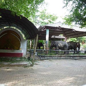 Elephant enclosure, June 2013.
