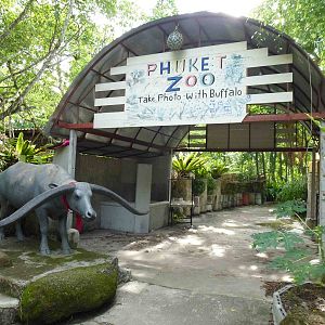 Take your photo with a buffalo, June 2013.