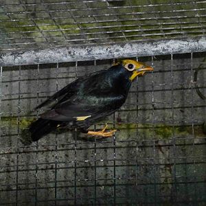 Golden-crested myna, June 2013.