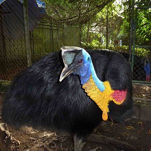 Cassowaries, June 2013.