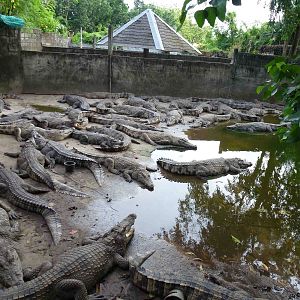 Crocodile enclosure, June 2013.