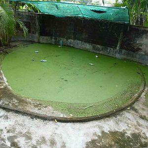 Caiman enclosure, June 2013.