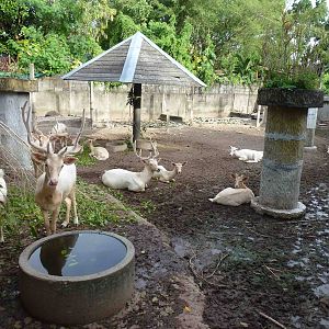 Albino deer enclosure, June 2013.