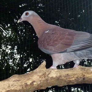 Pale-capped pigeon, June 2013.