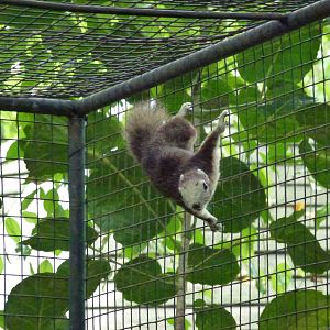 Variable squirrel, June 2013.