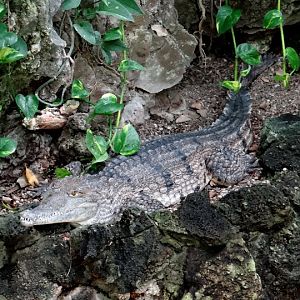 Crocodylus johnsoni