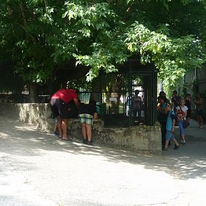 European badger enclosure