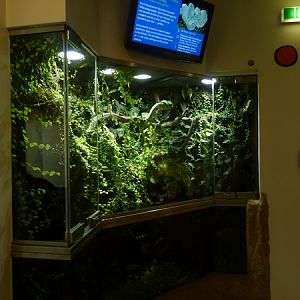Green tree python enclosure