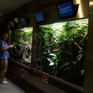 Mixed chameleon enclosures