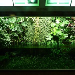 Red-bellied pirana enclosure