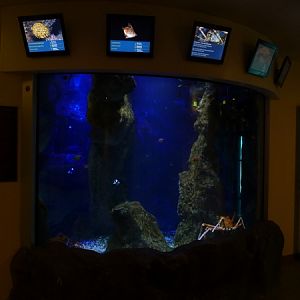 Japanese spider crab enclosure