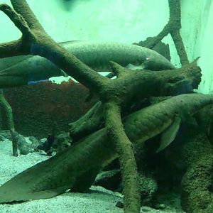 Neoceratodus forsteri