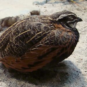 Coturnix delegorguei