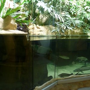 Fish and giant salamander enclosure
