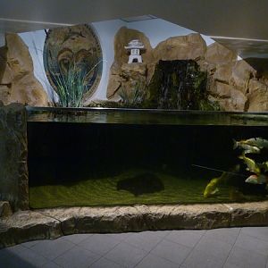 Koi carp petting tank