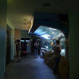 Coral reef display