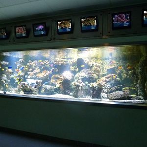 Coral reef display