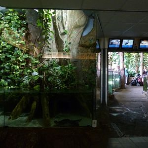 Occelated stingray enclosure