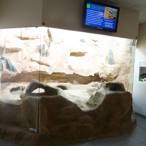Gila monster enclosure