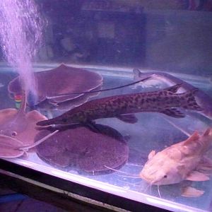 Young giant rare fish - Chatuchak market, June 2013.