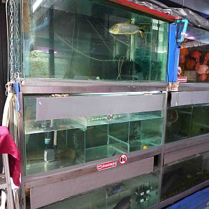 Rare fish - Chatuchak market, June 2013.