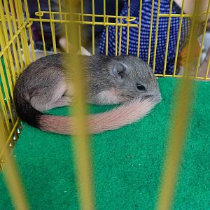 Baby squirrel - Chatuchak market, June 2013.