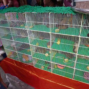 Squirrel cages - Chatuchak market, June 2013.