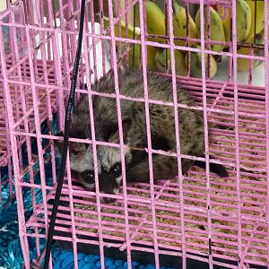 Palm civet - Chatuchak market, June 2013.