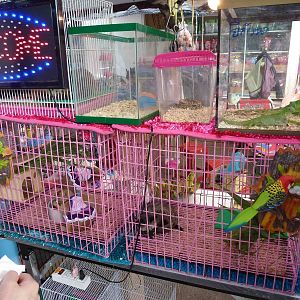 Stall - Chatuchak market, June 2013.