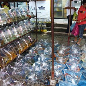 Ornamental fish stand - Chatuchak market, June 2013.