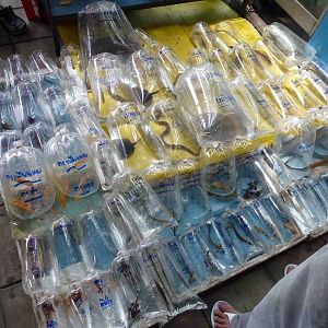 Rarer fish - Chatuchak market, June 2013.