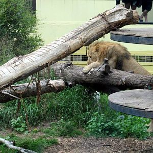 Assiniboine Park Zoo - july 2013
