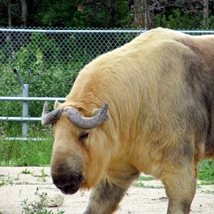 Assiniboine Park Zoo - july 2013