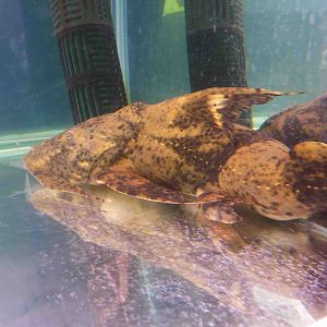 Goonch - Chatuchak market, June 2013.