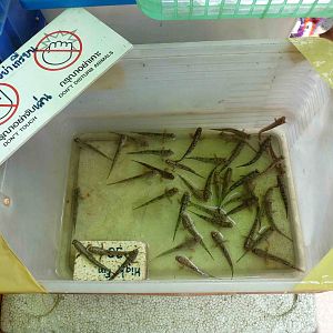 Mudskippers - Chatuchak market, June 2013.