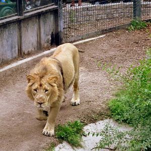 Assiniboine Park Zoo - july 2013