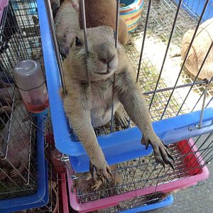I want a hug! - Chatuchak market, June 2013.