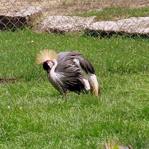Assiniboine Park Zoo - july 2013