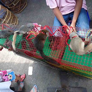 A row of squirrels - Chatuchak market, June 2013.
