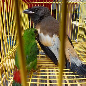 Birds - Chatuchak market, June 2013.