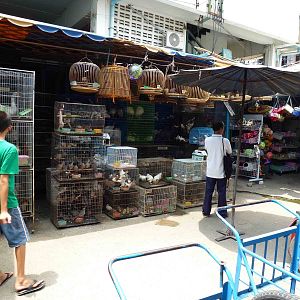 Bird stall - Chatuchak market, June 2013.