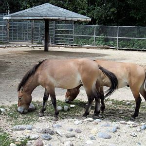 Assiniboine Park Zoo - july 2013