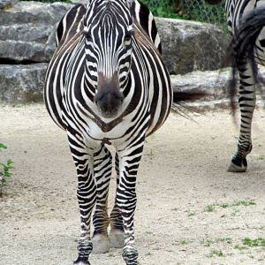 Assiniboine Park Zoo - july 2013
