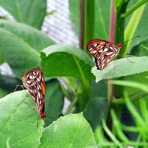 Assiniboine Park Zoo - july 2013