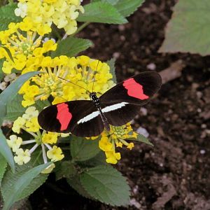 Assiniboine Park Zoo - july 2013